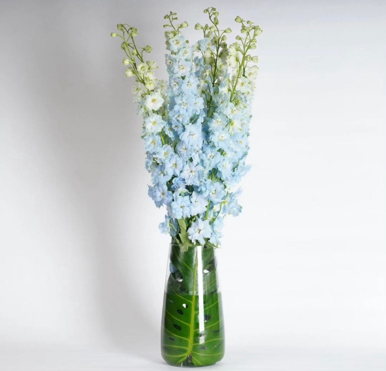 Delphiniums