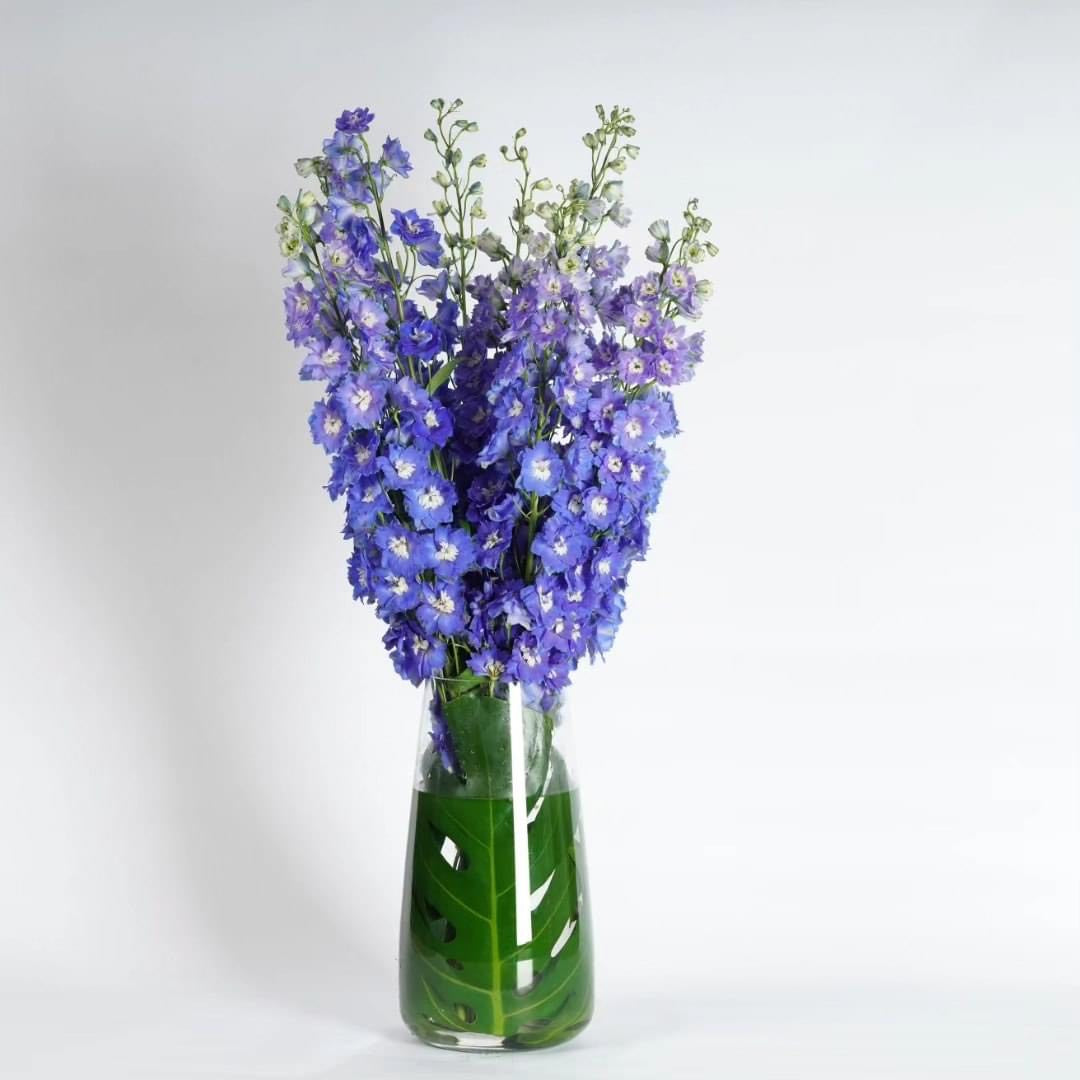 Delphiniums