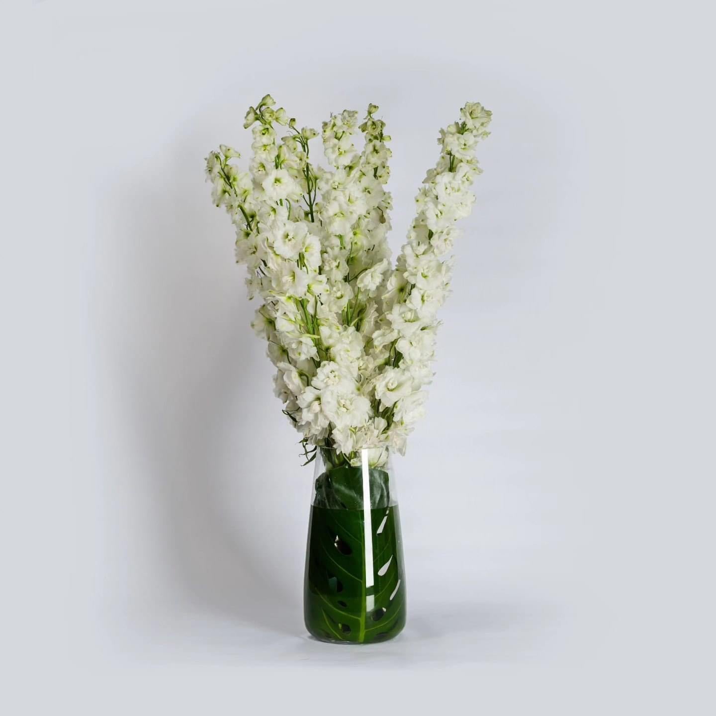 Delphiniums