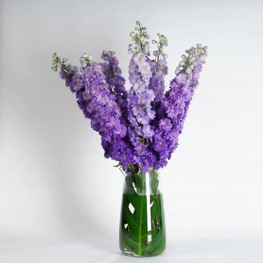 Delphiniums